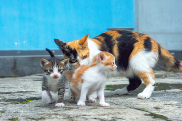 Kittens with her mom