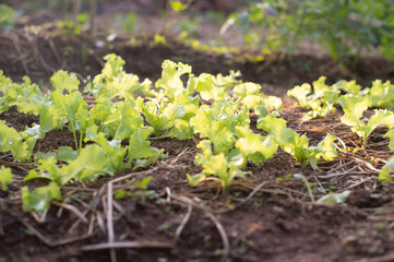 plants growing in the garden