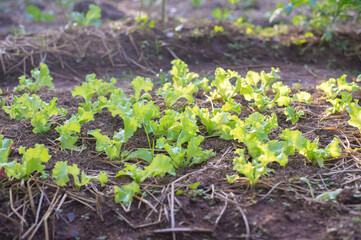 onions growing in the garden