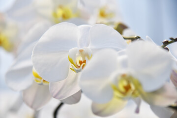 close up of a orchid