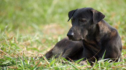 A black dog sits on the green grass and looking serious background with copy space