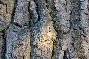 Coarse bark of a tree as background