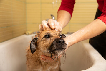 Bathroom to a dog, dog in the bath , dog taking a shower with shampoo and water