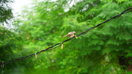 A jungle babbler on wire. Jungle babbler or Seven Sisters bird resting on the top of pole.