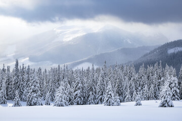 Nature winter scenery. High mountain. Pine trees in the snowdrifts. Lawn covered in snow. Foggy forests. Snowy background. Location place the Carpathian, Ukraine, Europe.