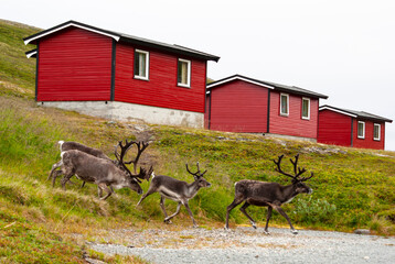 Reindeer. Northern Norway. Nordkapp