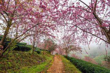 Beautiful cherry flowers bloom in tea hill in Sapa, Vietnam
