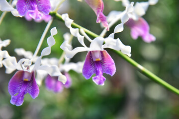 Close up of a orchid