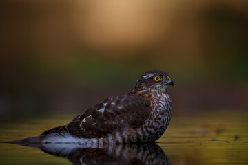 Eurasian Sparrow hawk (Accipiter nisus) taking a bath in the forest of Limburg in the Netherlands. Brown background