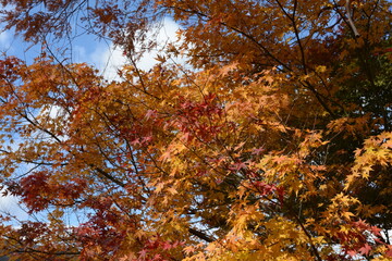 紅葉