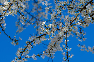 Hoffnung / Aufblühen / Zukunft - Wilde Kirschblüten an Zweigen vor einem blauen Himmel im Frühling.