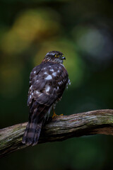 Eurasian Sparrow hawk (Accipiter nisus) sitting on a branch in the forest of Limburg in the Netherlands. Dark background
