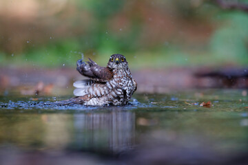 Eurasian Sparrow hawk (Accipiter nisus) taking a bath in the forest of Limburg in the Netherlands. 