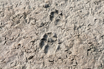 Bird footprints and paw prints in dirt