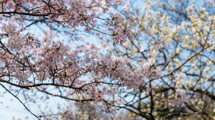 桜