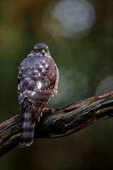 Eurasian Sparrow hawk (Accipiter nisus) sitting on a branch in the forest of Limburg in the Netherlands. Dark background