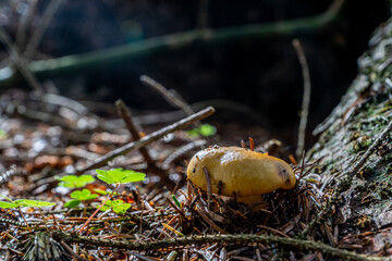 Common Yellow Russula