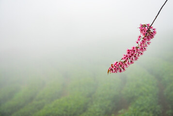 Beautiful cherry flowers bloom in tea hill in Sapa, Vietnam