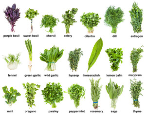 set of various culinary herbs with names (mint, oregano, basil, tarragon, rosemary, thyme,...