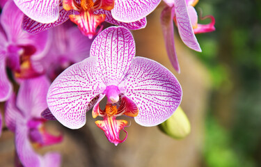 Close up of a orchid