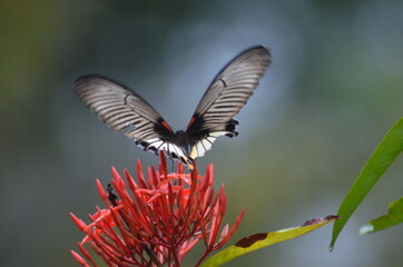 Fototapeta premium butterfly on flower