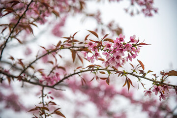 Beautiful cherry flowers bloom in tea hill in Sapa, Vietnam