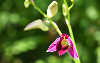 Close up of a orchid