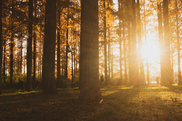 Fototapeta premium Beautiful foliage of metasequoia trees against evening sunlight.