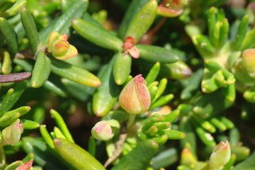 Plant (Halimium calycinum)