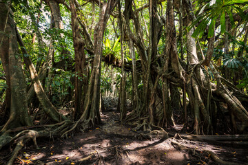 banyan tree forest at Little amazon, Phang Nga