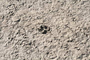 Paw print and bird footprints in dry mud