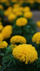 yellow chrysanthemum flower