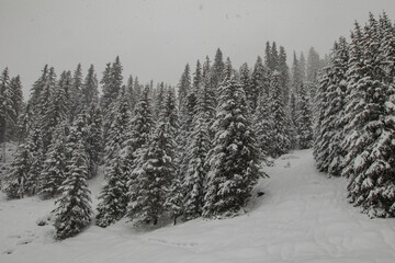 Multitude of trees standing on a slope in the italian dolomites on a snowy day.