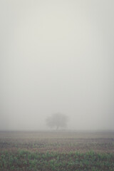 Lonely tree in fog