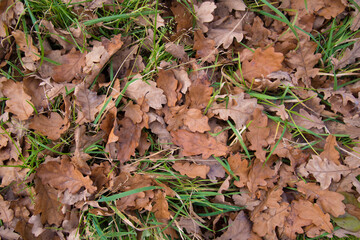 Various autumn leaves. Leaves from different trees. Leaves of different colors