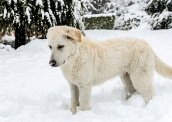 Fototapeta premium Cute white puppy dog in the snow under the snowfall..