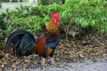 The fighting cock in garden nature farm at thailand