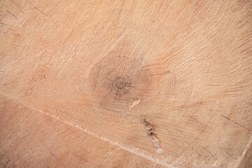 Cross section of the cedar tree. Wooden cut background. Wood texture. Close up.