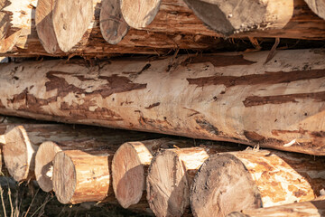 Huge trunks of a cedar tree not yet processed with branches and scuffs lined up in a row on the...