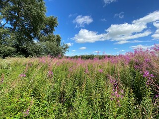 Fototapeta premium Wild plants and an old tree, with hills in the distance in, Guiseley, Leeds, UK