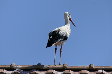 A majestic stork on the roof ridge observes the surroundings