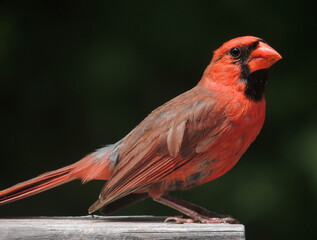 Cardinal