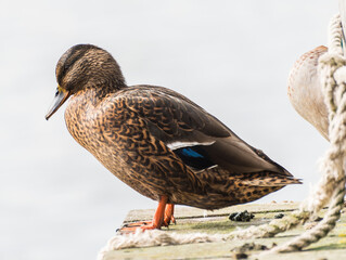 Beautiful duck portrait photo.