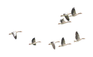 Wild Goose, Greylag Goose. Flying geese.