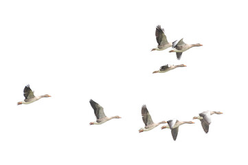Wild Goose, Greylag Goose. Flying geese.
