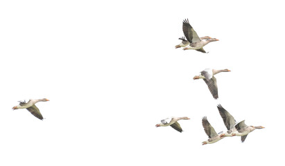 Wild Goose, Greylag Goose. Flying geese.