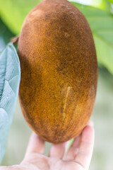 Cupuaçu fruit, (Theobroma grandiflorum) Malvaceae family. Amazon, Brazil	