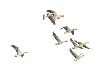 Fototapeta premium Wild Goose, Greylag Goose. Flying geese.
