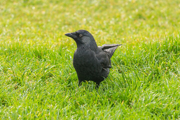 Beautiful black crow.