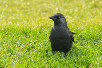 Beautiful black crow.